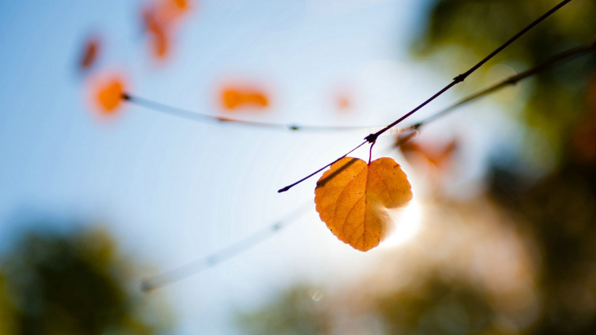 爱情美图,唯美温馨,爱心树叶