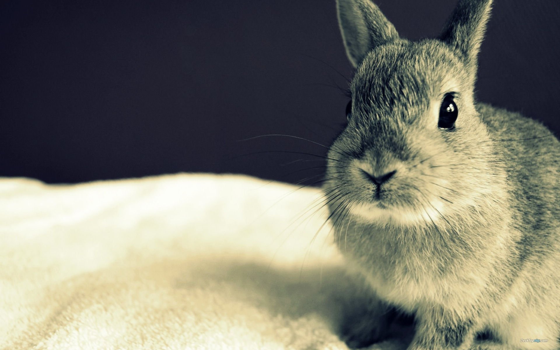 萌宠,古灵精怪,兔子,可爱,卖萌,宠物,儿童桌面专用