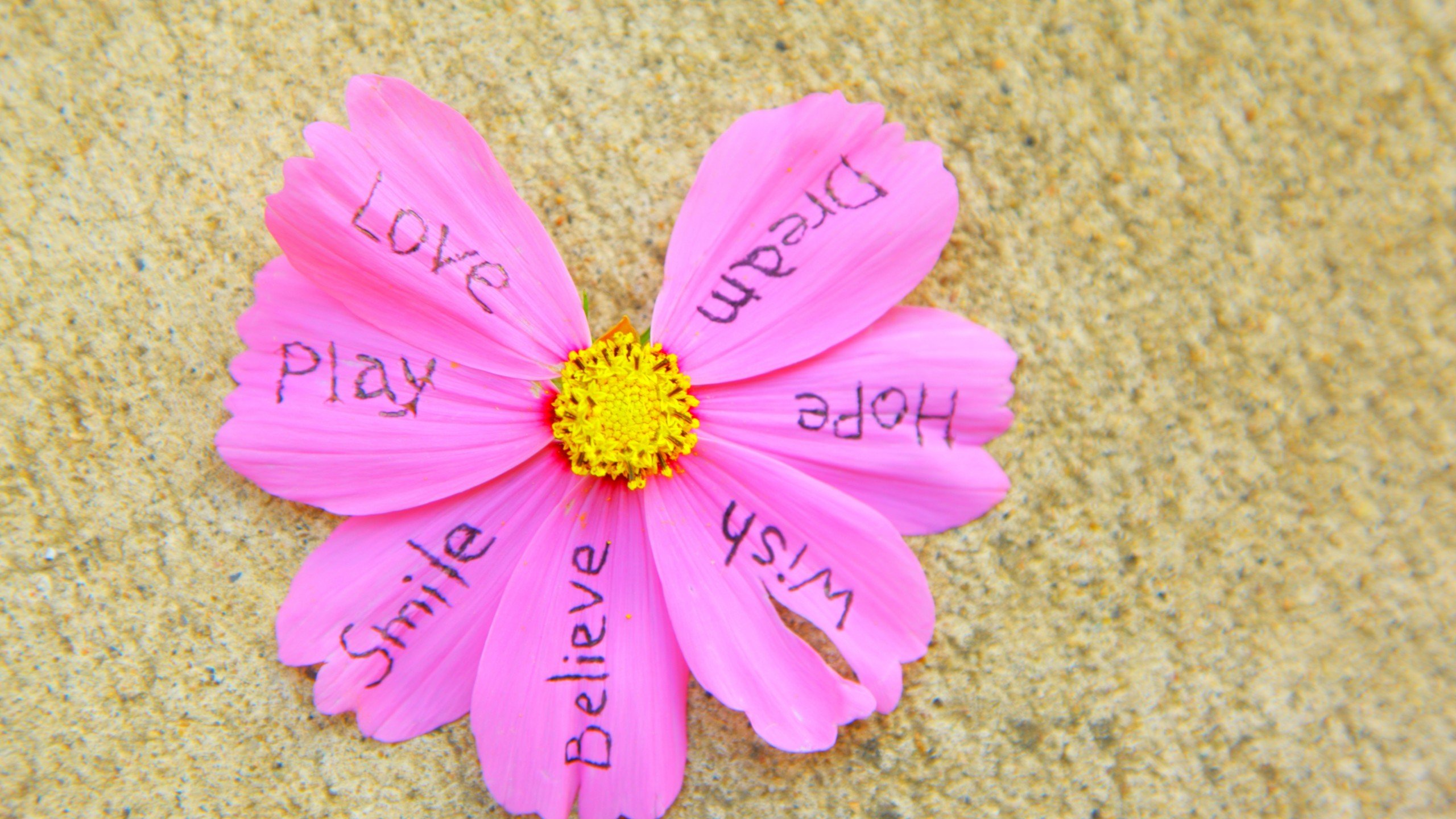 爱情美图,唯美温馨,波斯菊,love,爱你