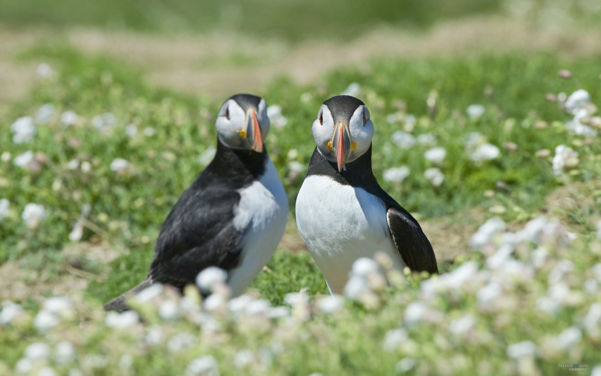 萌宠,小鸟天地,海鹦,儿童桌面专用