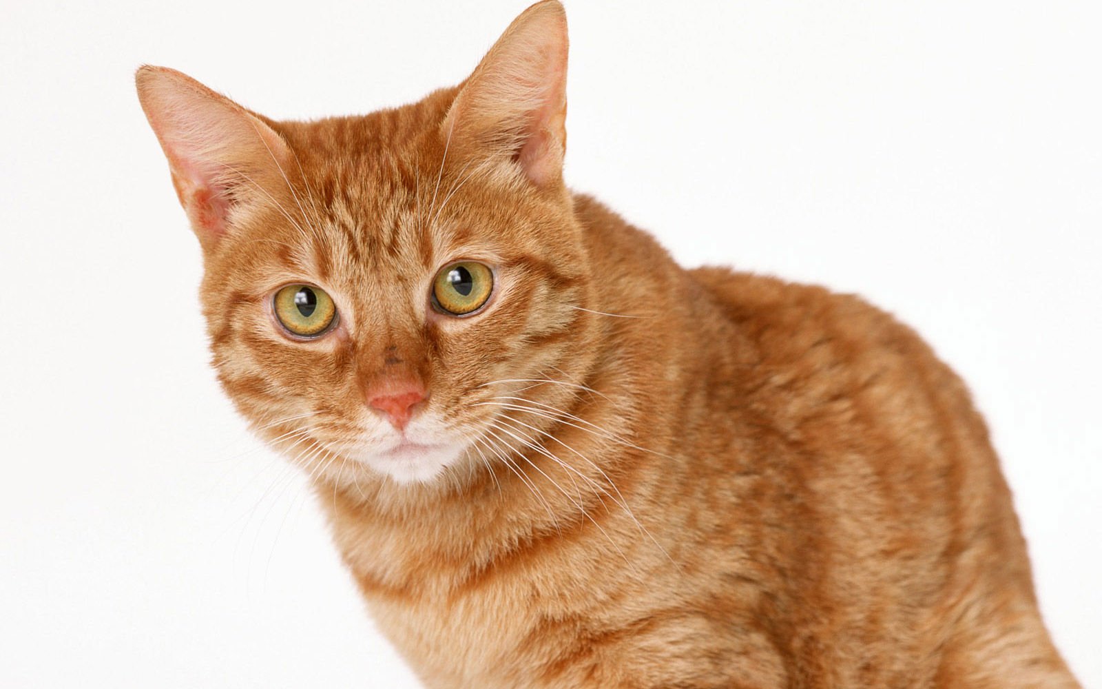 萌宠,喵星人,儿童桌面专用