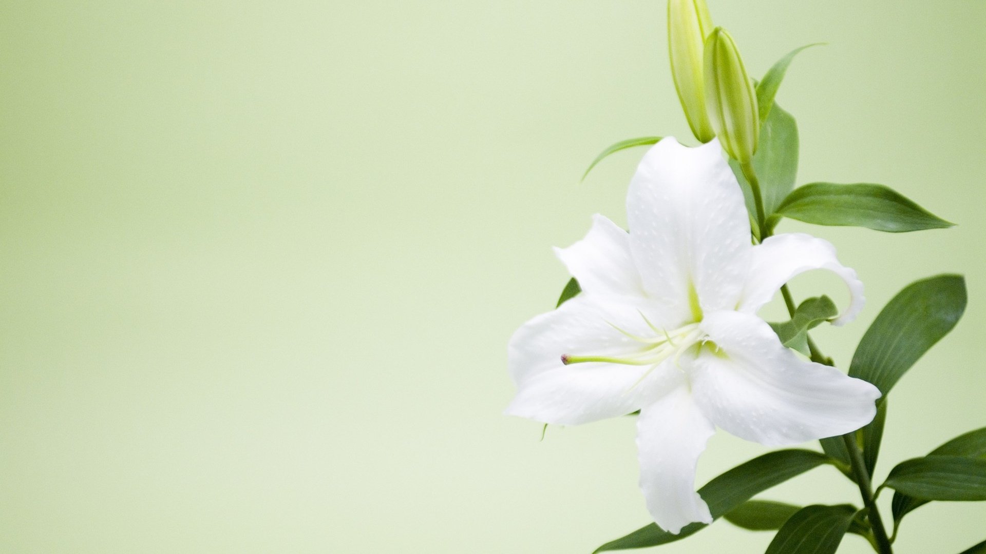 小清新,百合花,儿童桌面专用