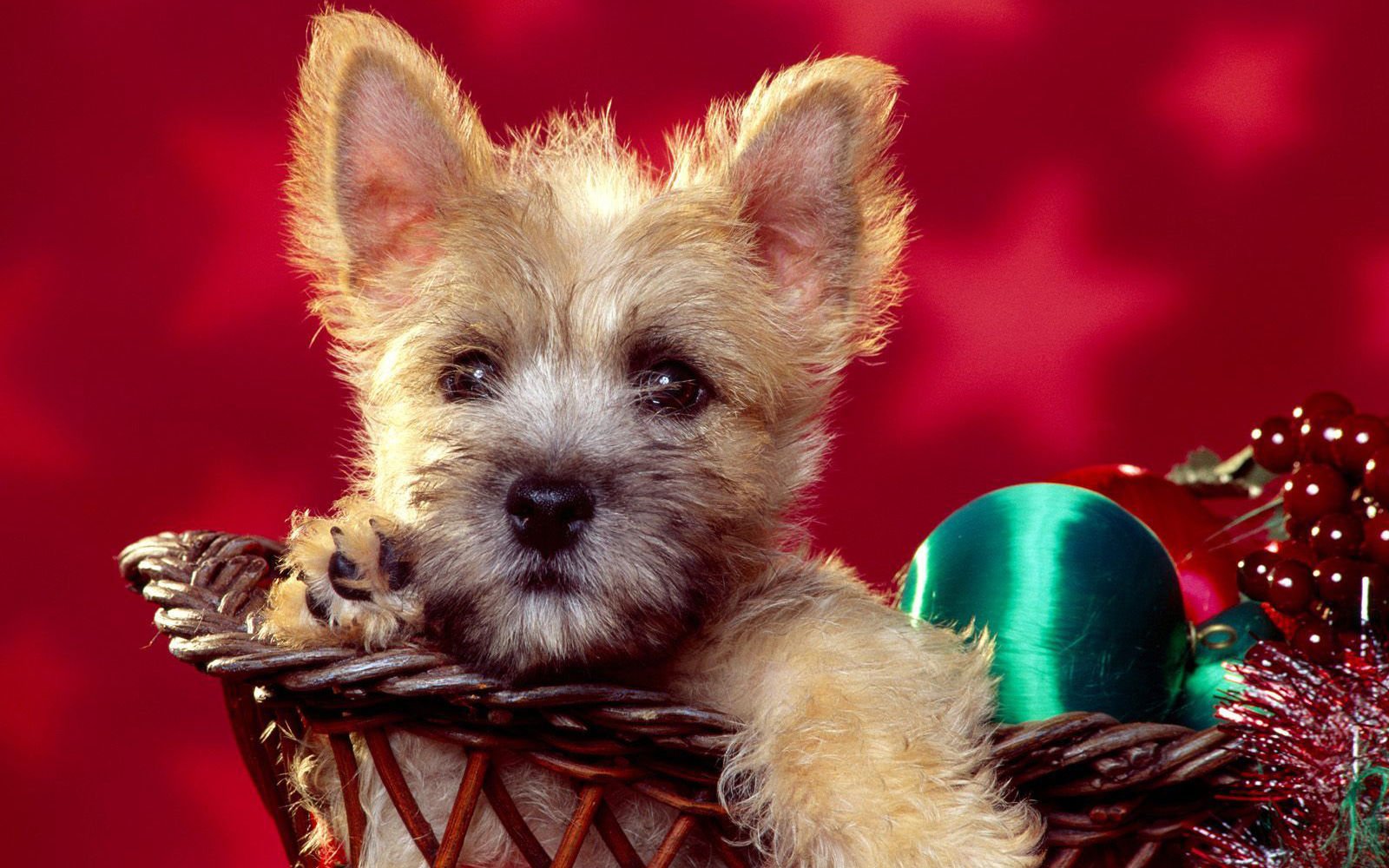 萌宠,汪星人,狗,卖萌,古灵精怪,可爱,儿童桌面专用