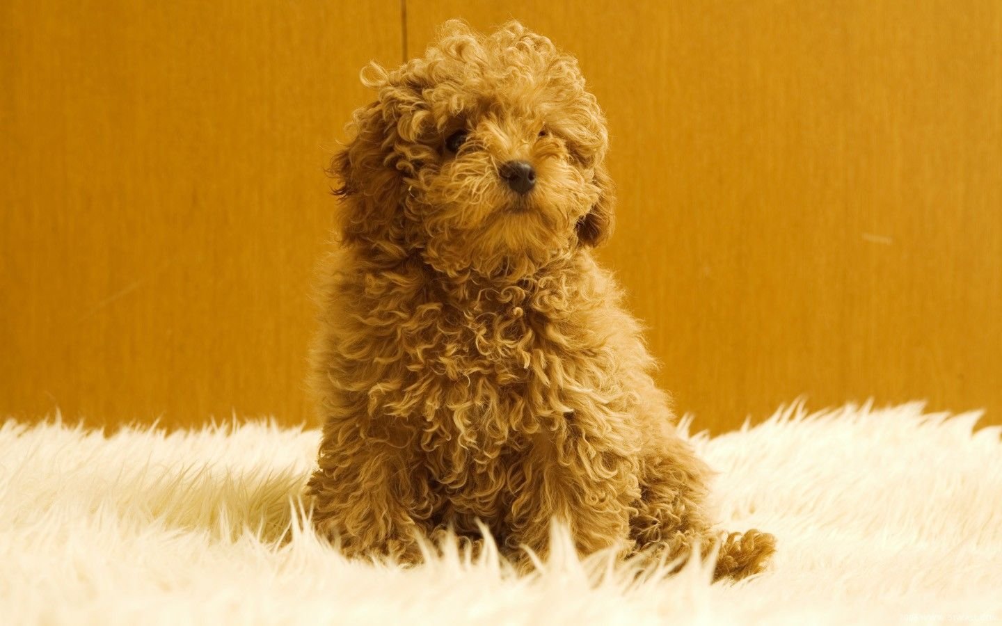 萌宠,汪星人,狗,卖萌,可爱,宠物,古灵精怪,憨态百出,儿童桌面专用