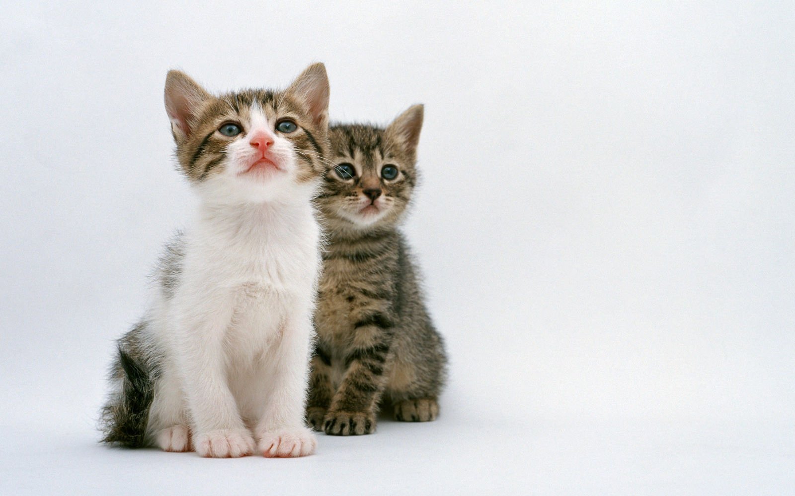 萌宠,喵星人,可爱,宠物,卖萌,猫,儿童桌面专用