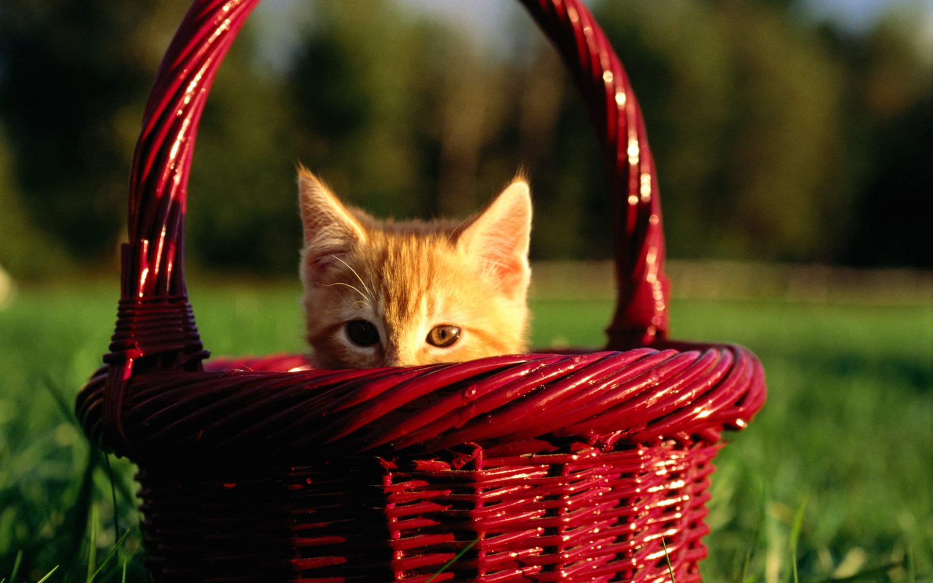 萌宠,喵星人,儿童桌面专用