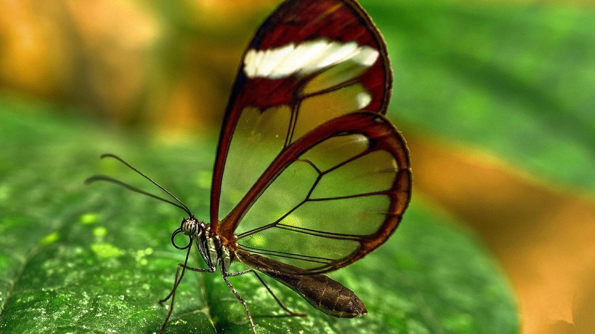 小清新,静物写真,蝴蝶,1月17日,儿童桌面专用