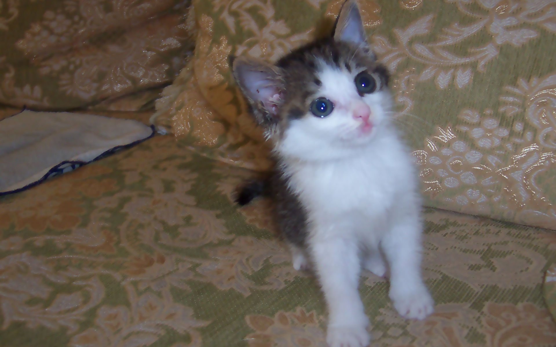 萌宠,喵星人,儿童桌面专用