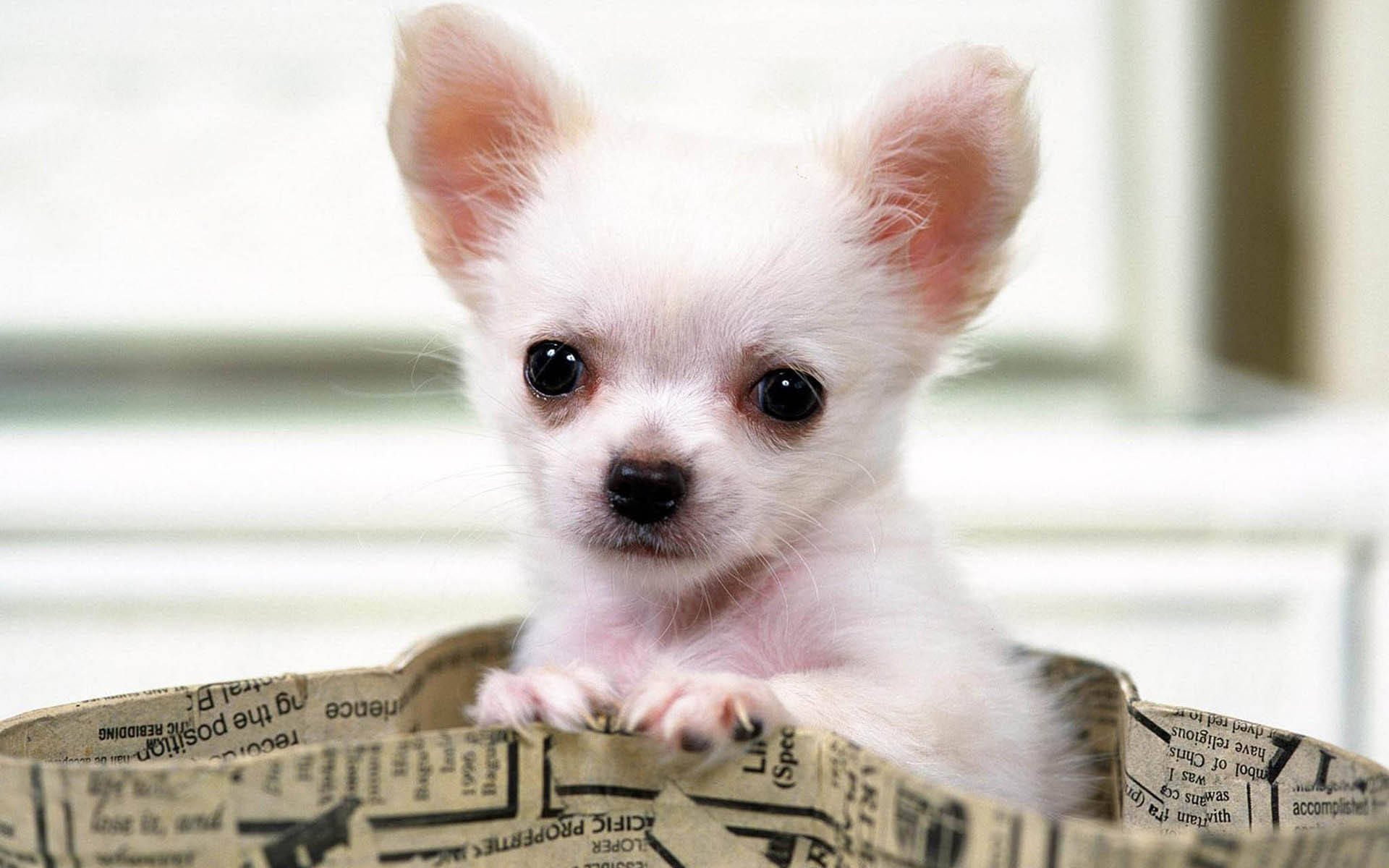 萌宠,汪星人,儿童桌面专用