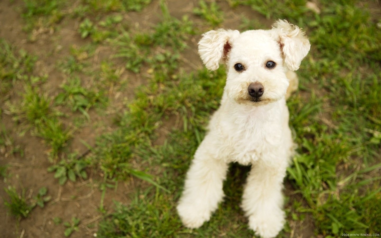 萌宠,汪星人,狗,卖萌,可爱,宠物,古灵精怪,儿童桌面专用