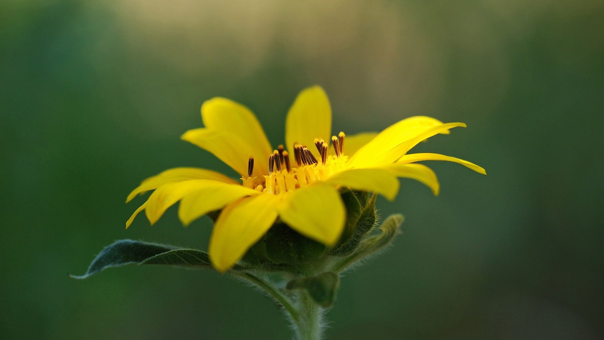 小清新,鸟语花香,花卉,1月25日,儿童桌面专用
