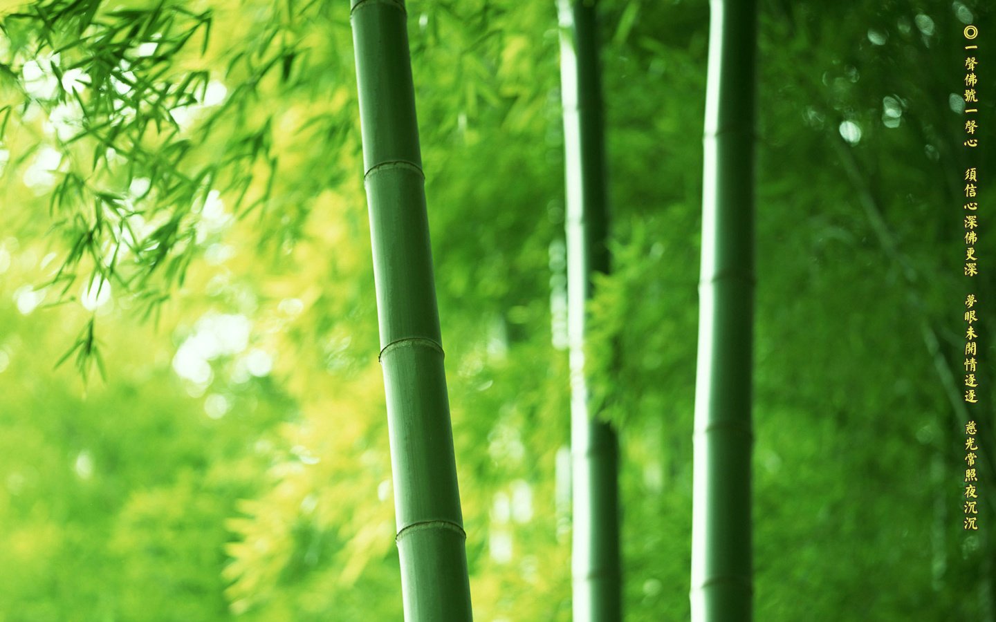 小清新,护眼壁纸,佛教主题,竹林,1月23日,儿童桌面专用