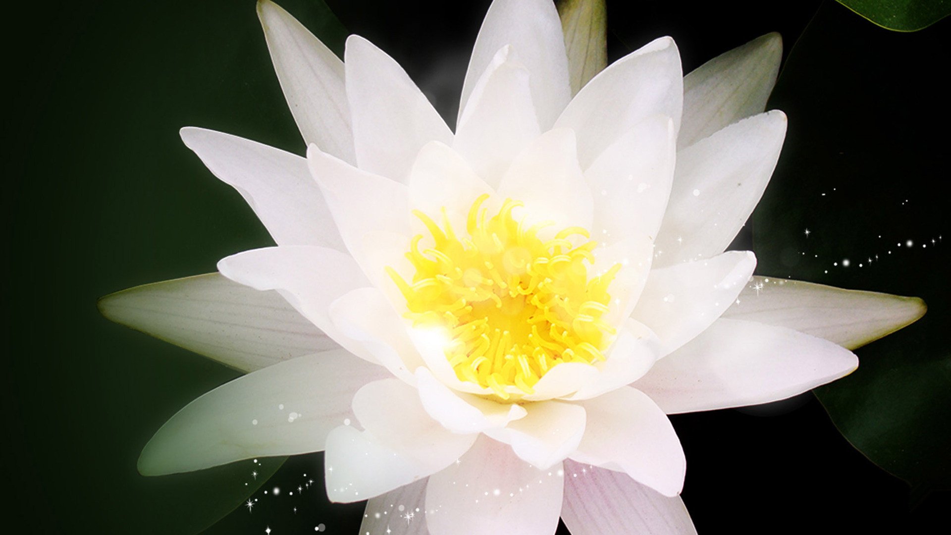 小清新,娇艳欲滴,花卉,1月18日,儿童桌面专用