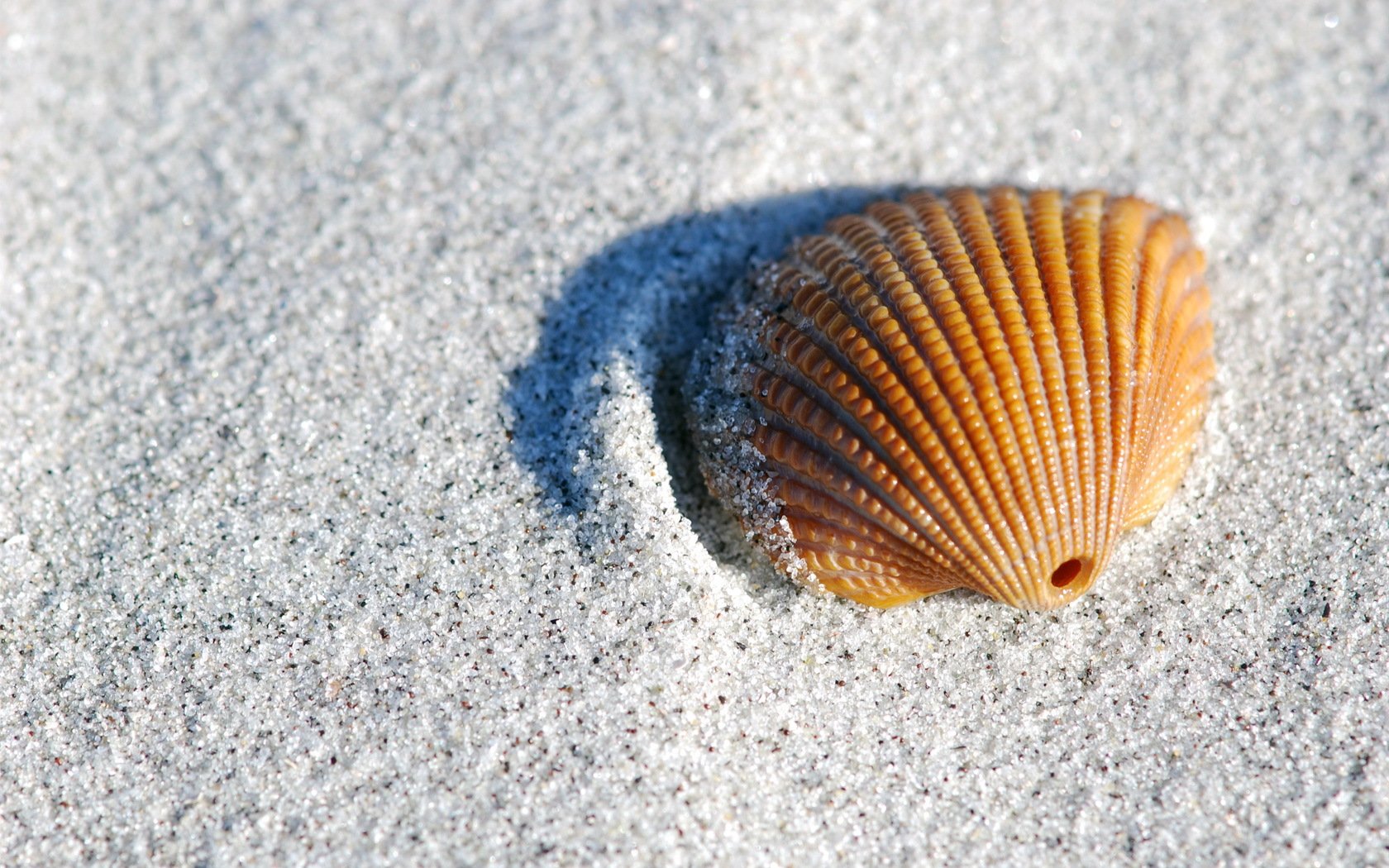 小清新,静物写真,贝壳,1月29日,儿童桌面专用