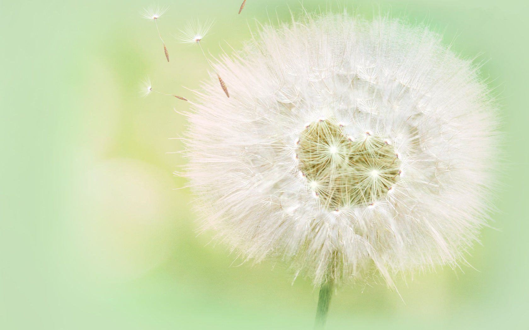 爱情美图,唯美温馨,爱的蒲公英