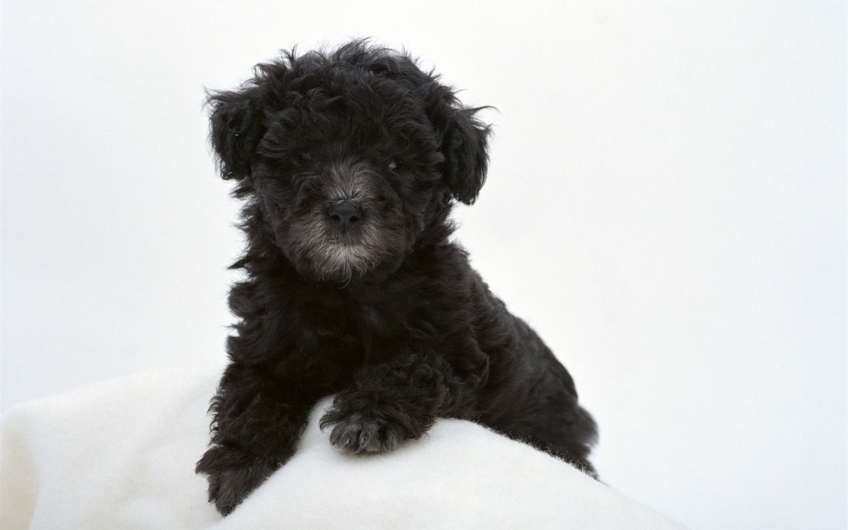 萌宠,汪星人,狗,宠物,卖萌,动物,古灵精怪,儿童桌面专用