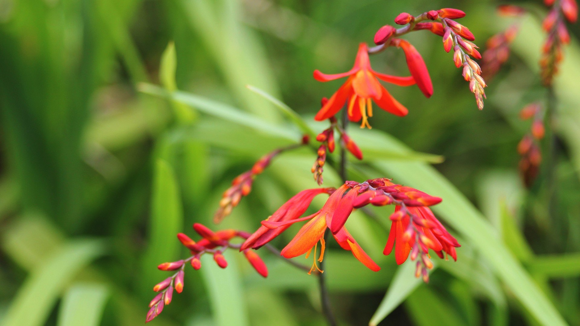 小清新,清新淡雅,花卉,1月25日,儿童桌面专用