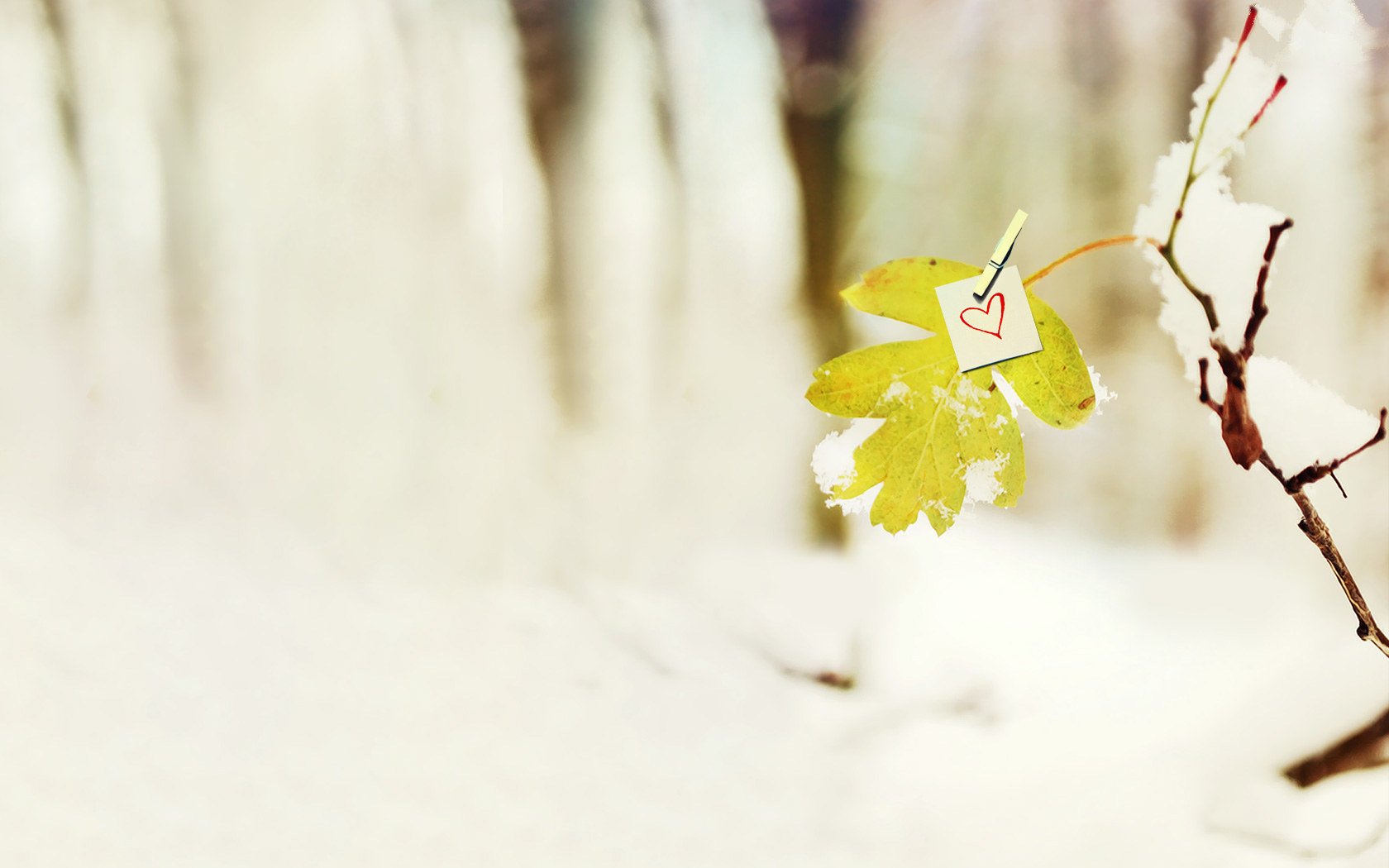 小清新,清新淡雅,树叶,1月24日,儿童桌面专用