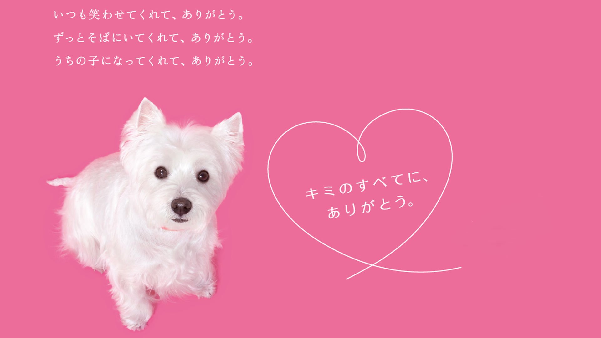 萌宠,汪星人,狗,卖萌,可爱,宠物,古灵精怪,儿童桌面专用