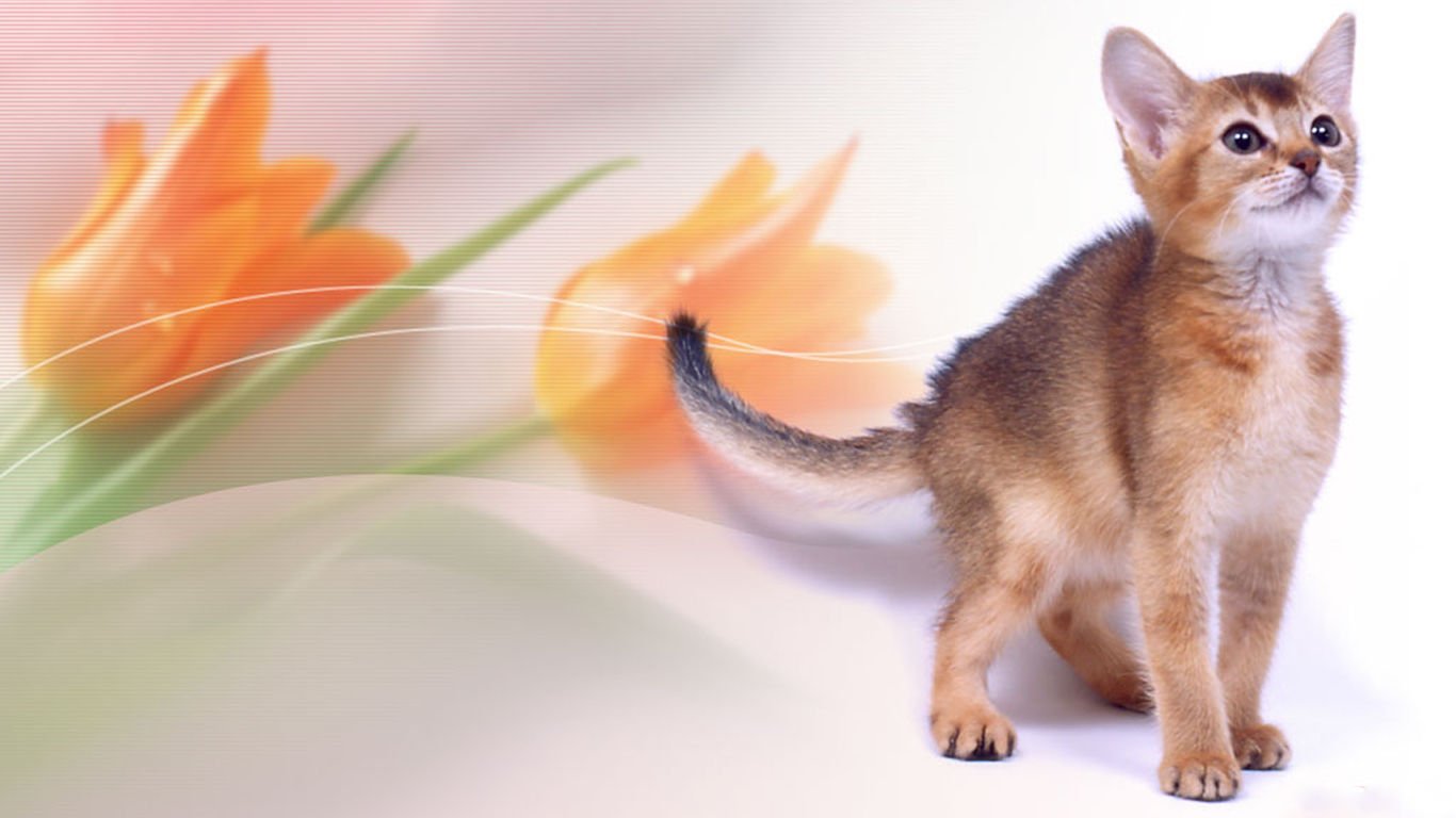 萌宠,喵星人,儿童桌面专用