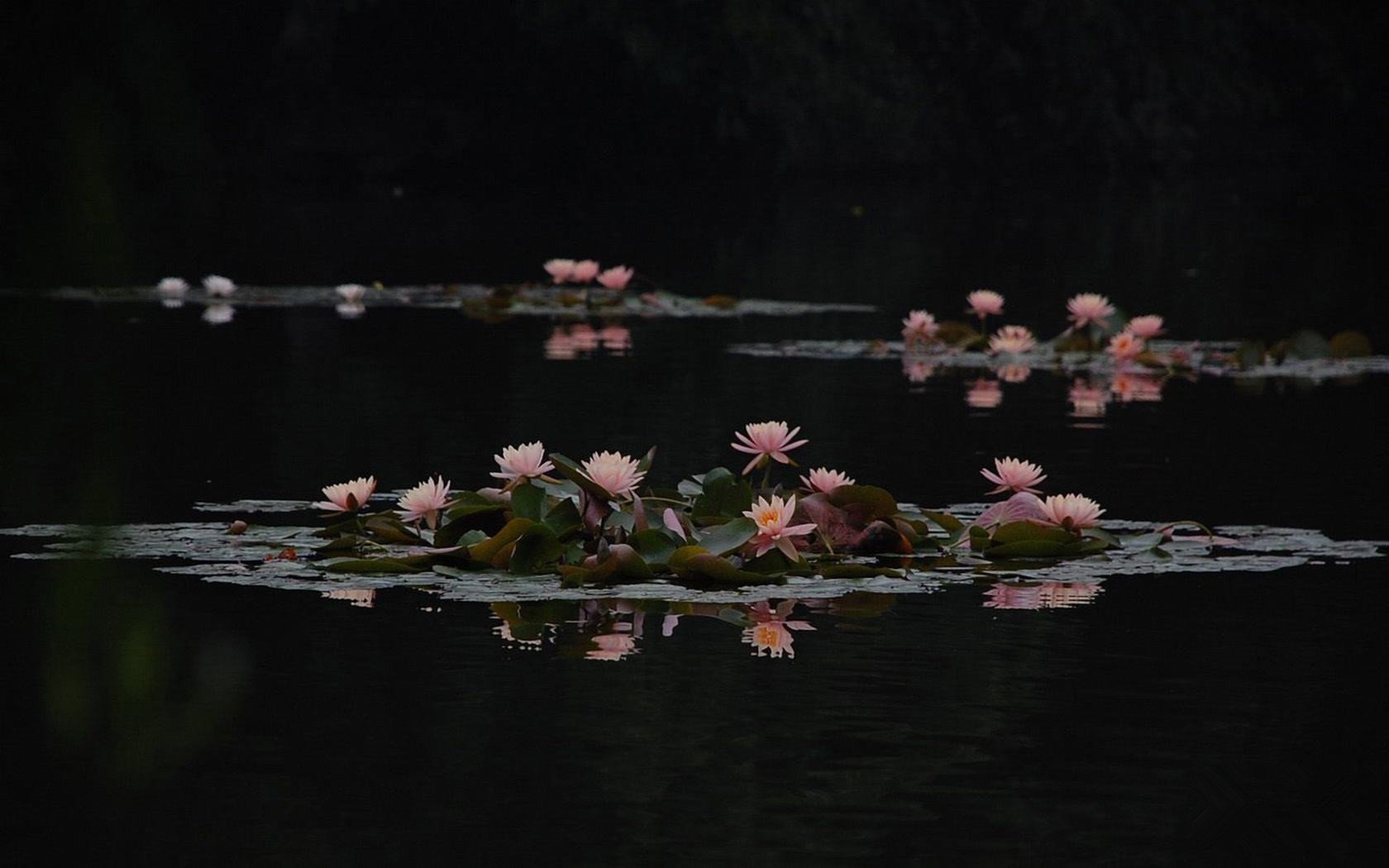 小清新,清新淡雅,1月21日
