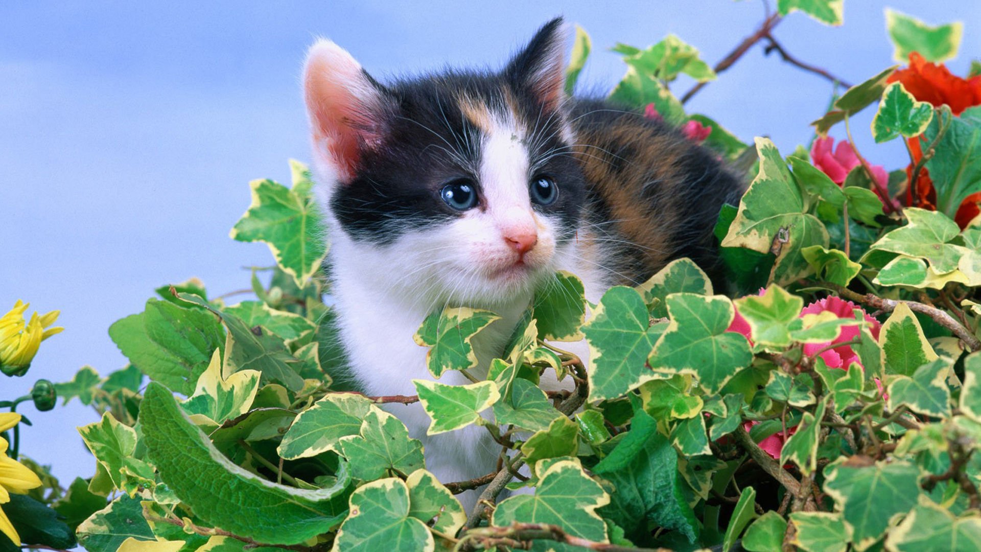 萌宠,喵星人,可爱,宠物,卖萌,猫,儿童桌面专用