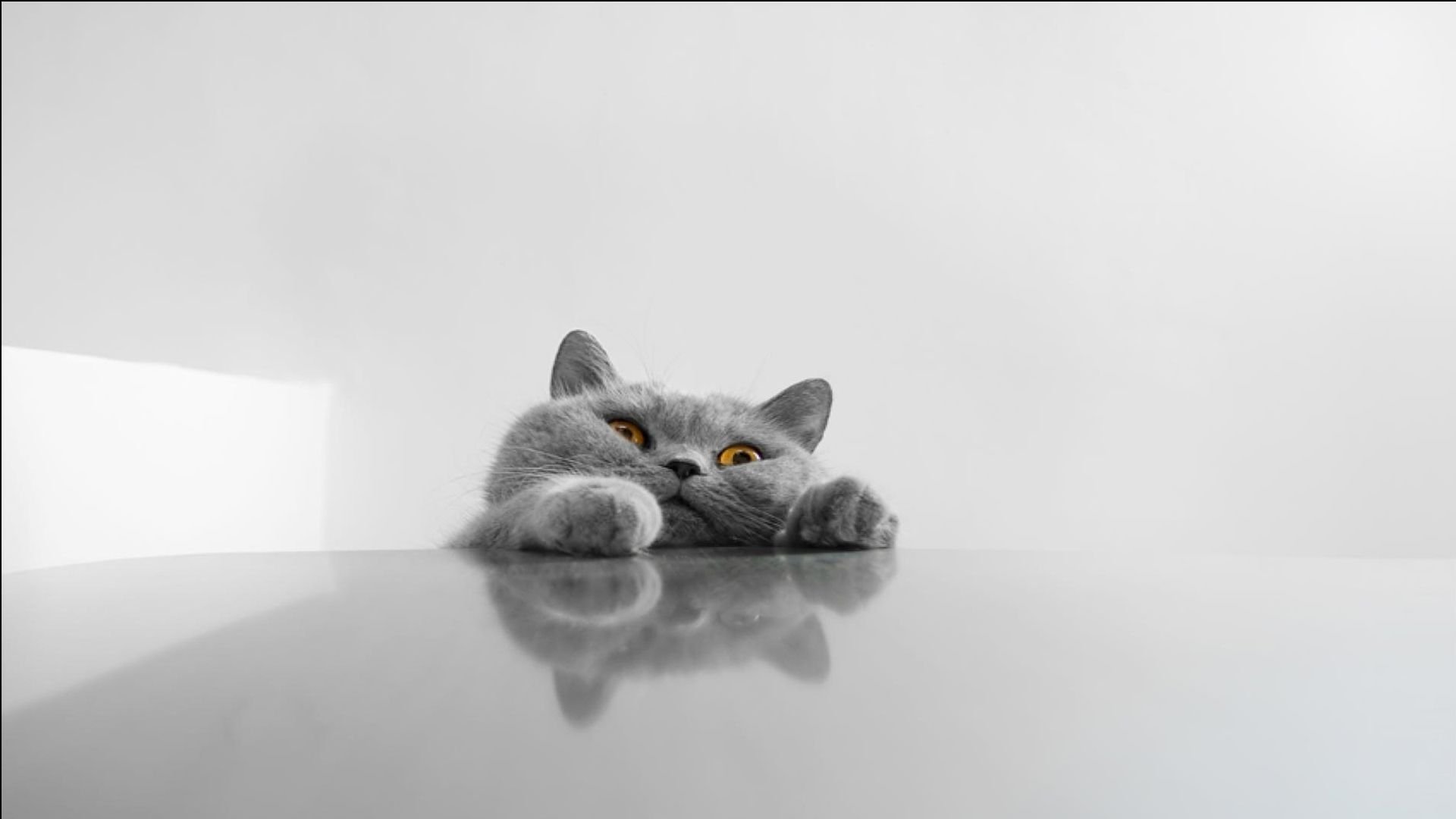 萌宠,喵星人,儿童桌面专用