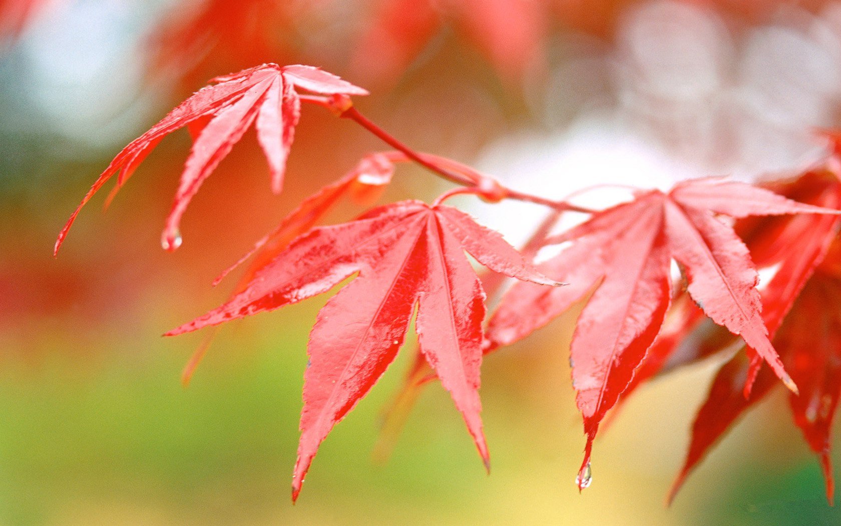 小清新,清新淡雅,树叶,1月25日,儿童桌面专用