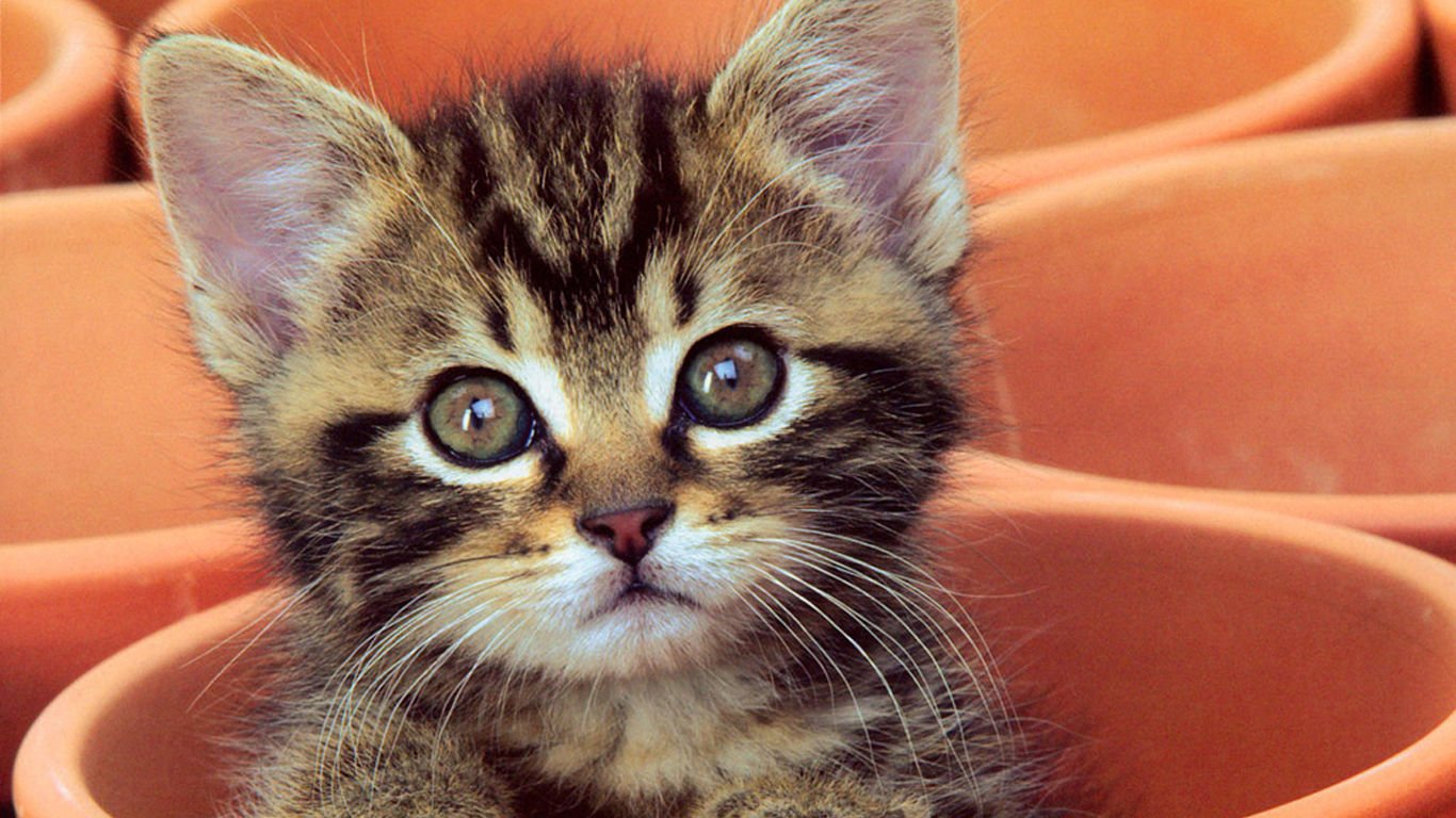 萌宠,喵星人,可爱,宠物,卖萌,猫,古灵精怪,儿童桌面专用