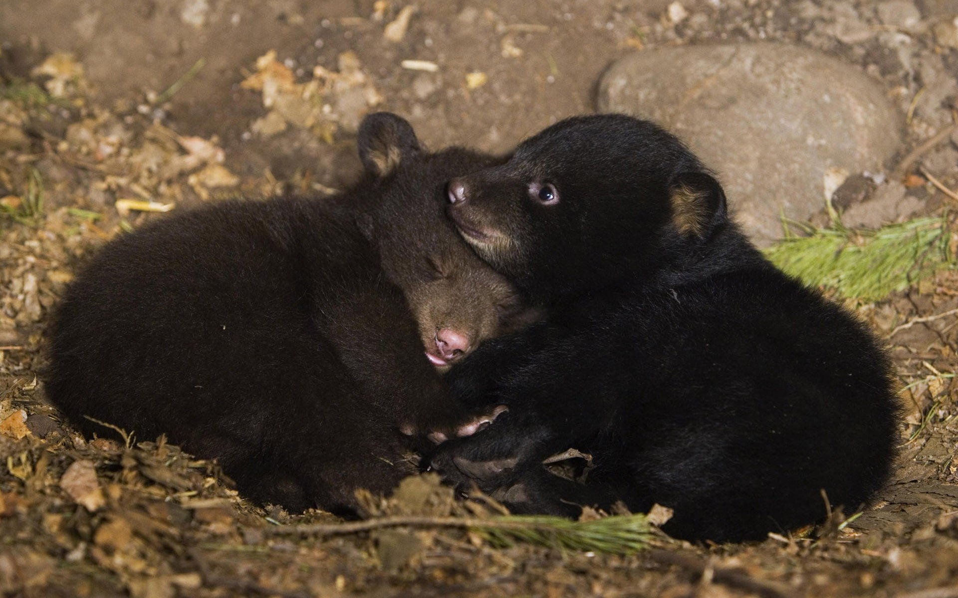 萌宠,野生动物,熊,儿童桌面专用