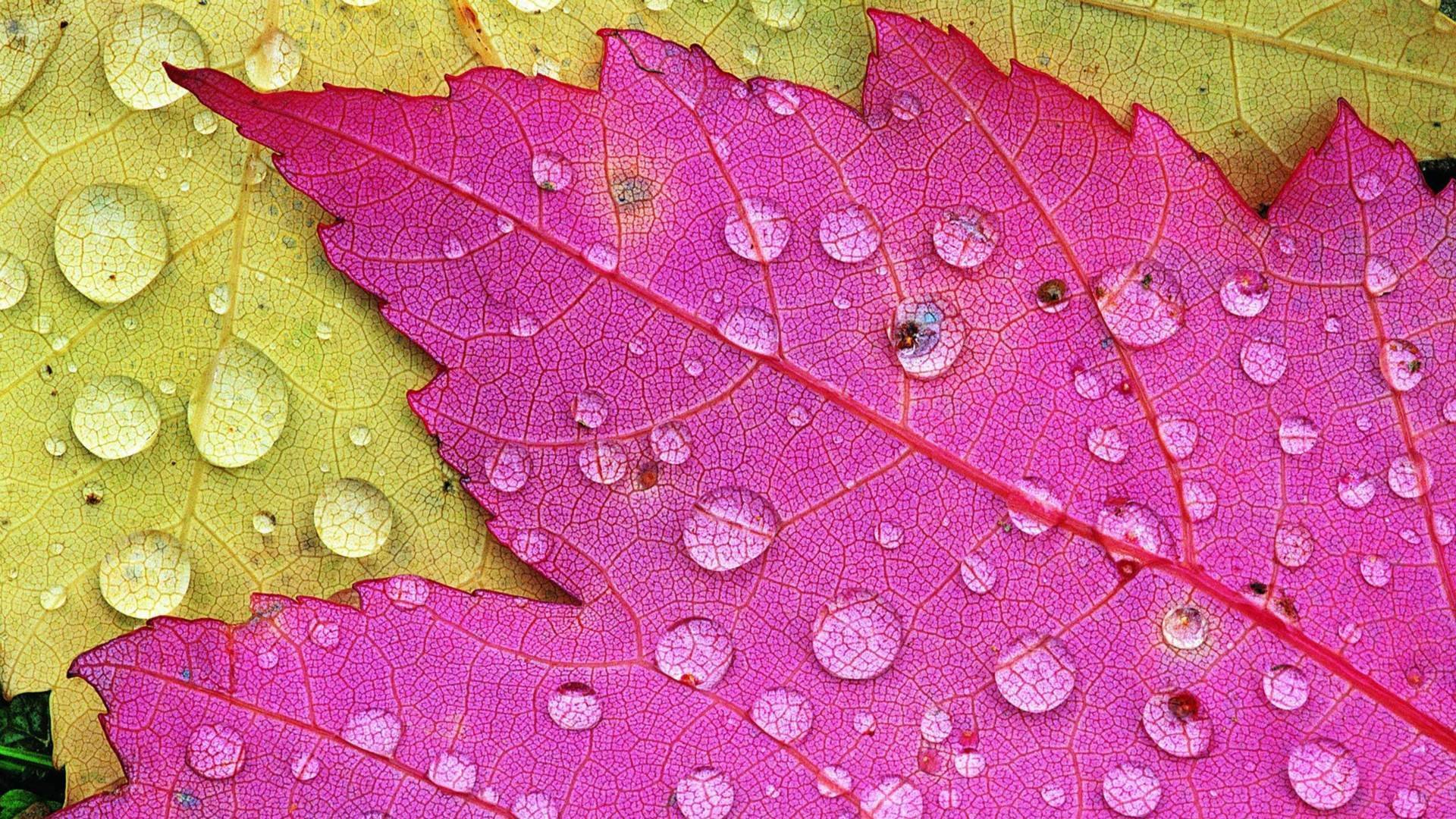 小清新,舒缓压力,树叶,1月29日,儿童桌面专用