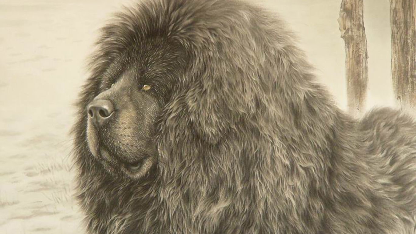 萌宠,汪星人,藏獒,儿童桌面专用