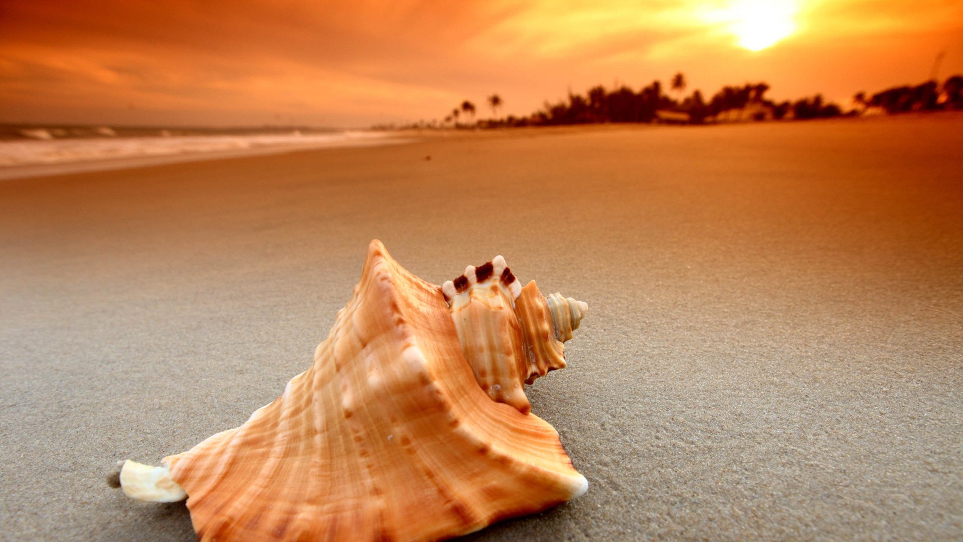 小清新,静物写真,海螺,1月24日,儿童桌面专用