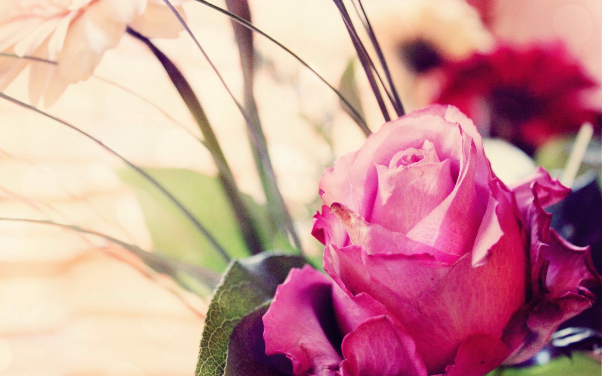 爱情美图,唯美温馨,玫瑰,浪漫