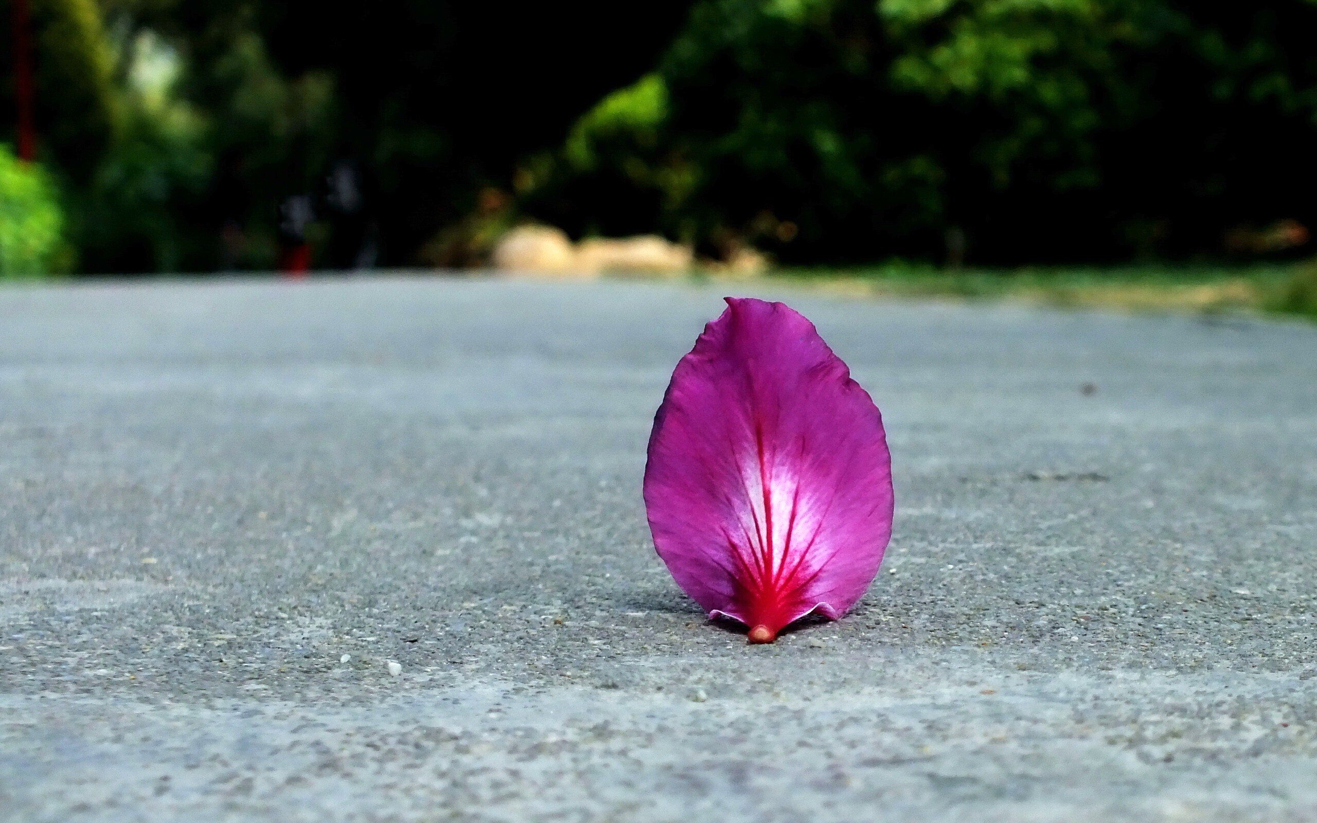 小清新,静物写真,花朵,1月18日,儿童桌面专用