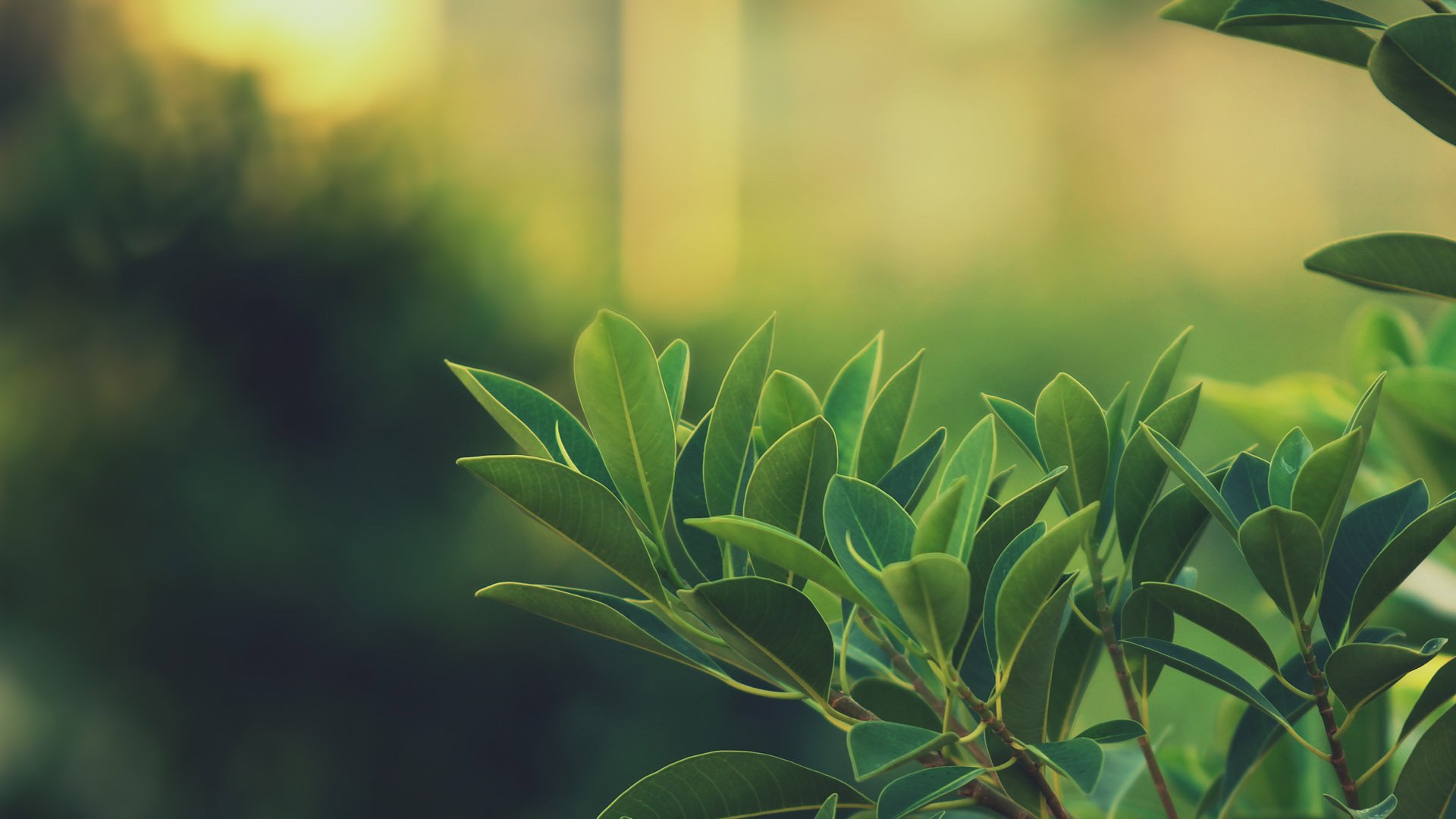 小清新,清新淡雅,绿叶,一月八日,儿童桌面专用