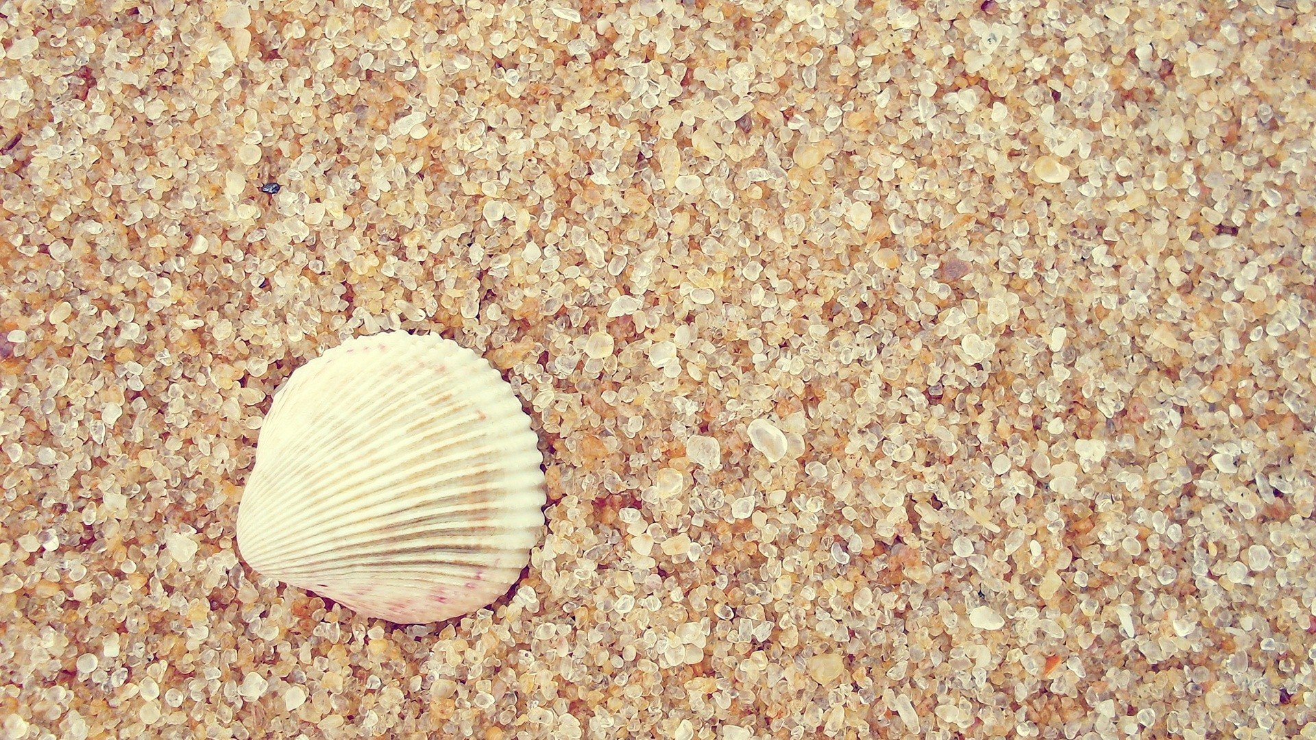 小清新,静物写真,贝壳,一月五日,儿童桌面专用