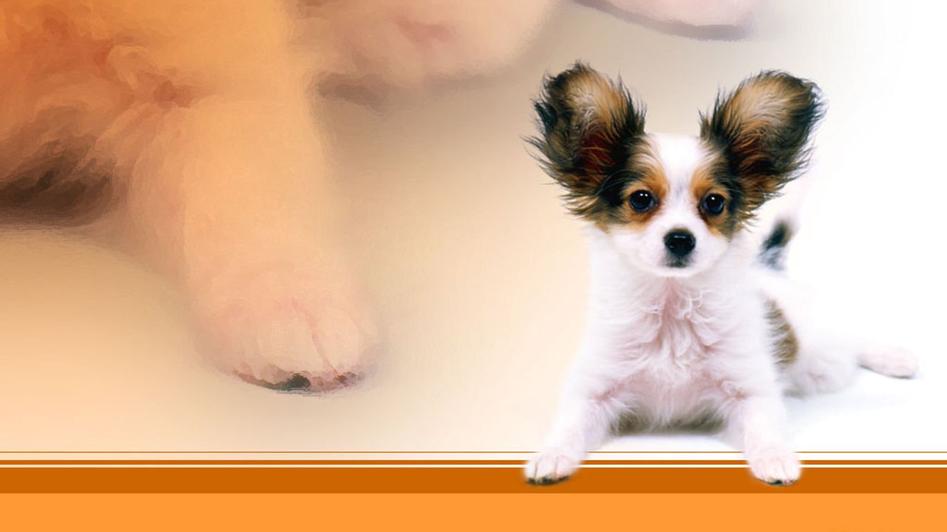 萌宠,汪星人,儿童桌面专用