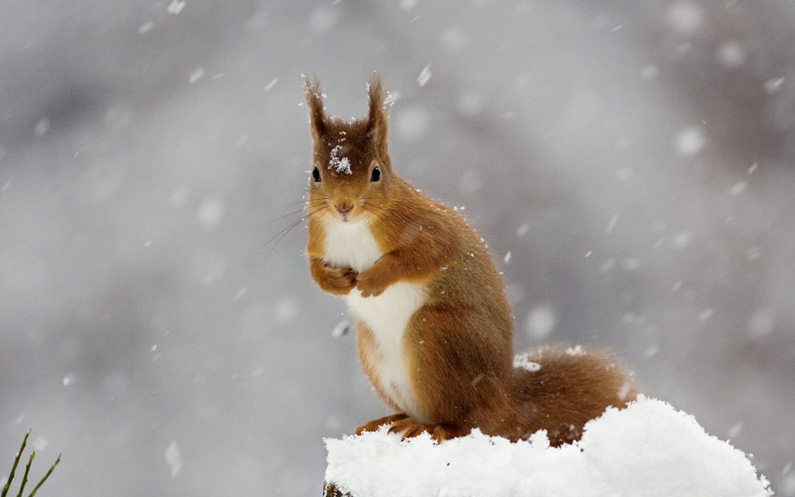 萌宠,野生动物,松鼠,可爱,古灵精怪,卖萌,儿童桌面专用