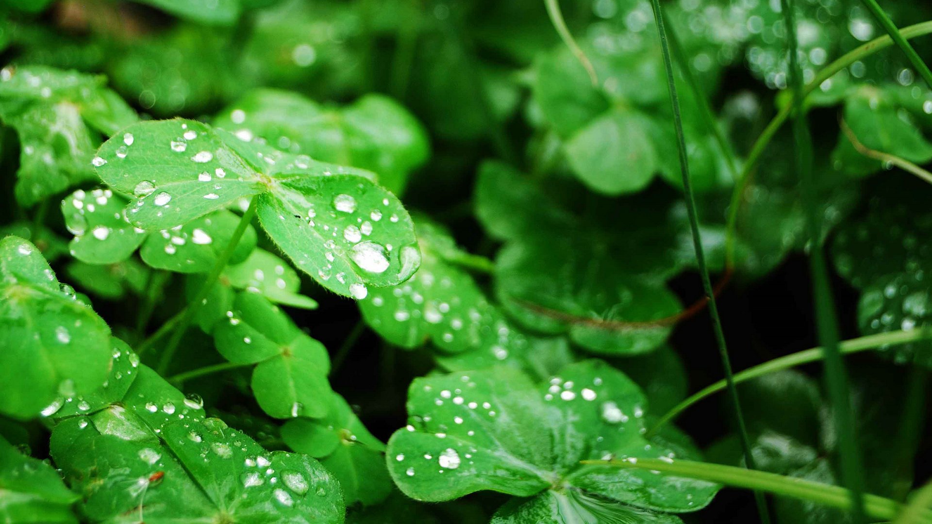 小清新,护眼壁纸,四叶草,幸运,儿童桌面专用