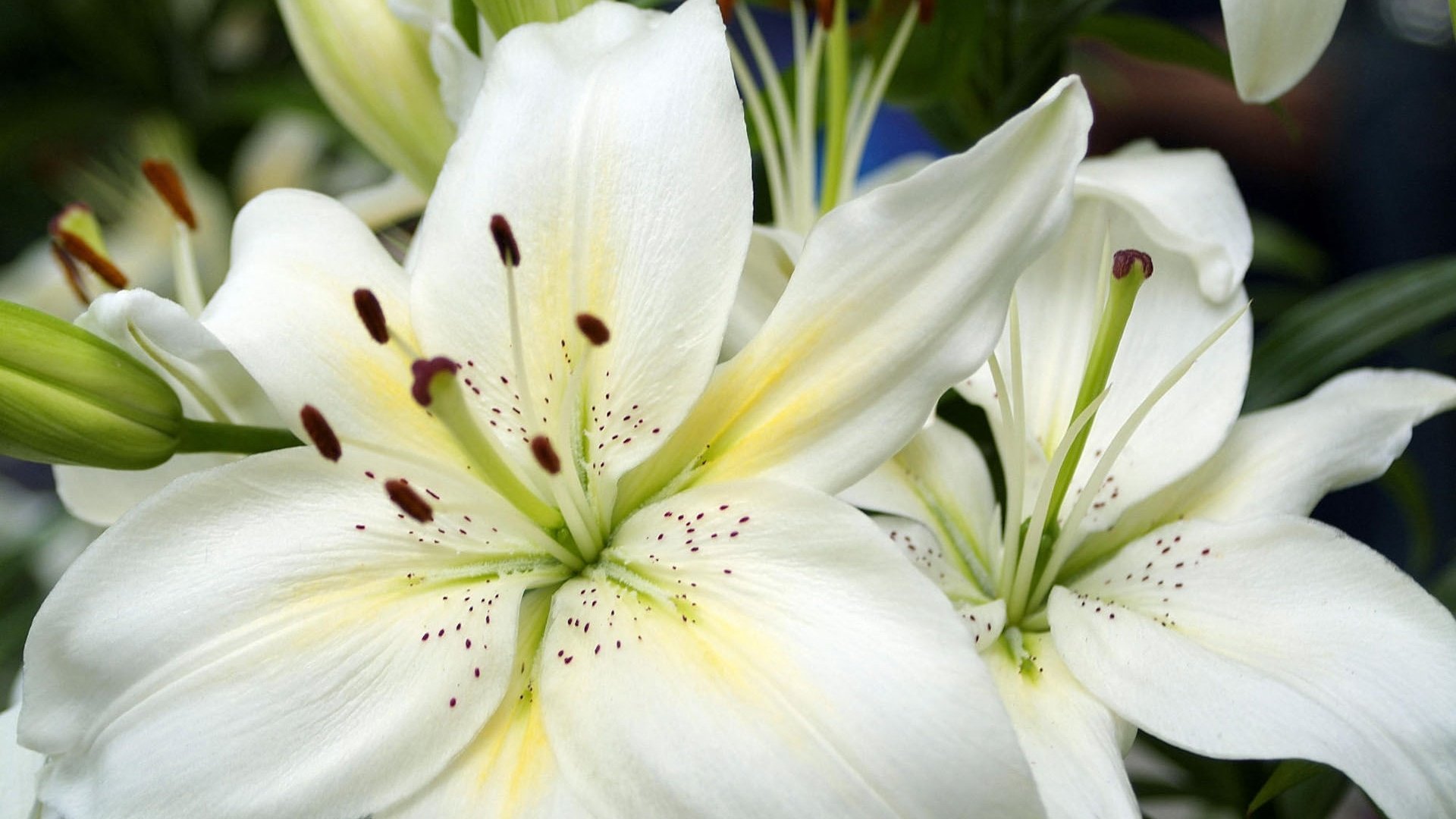 小清新,百合花,儿童桌面专用