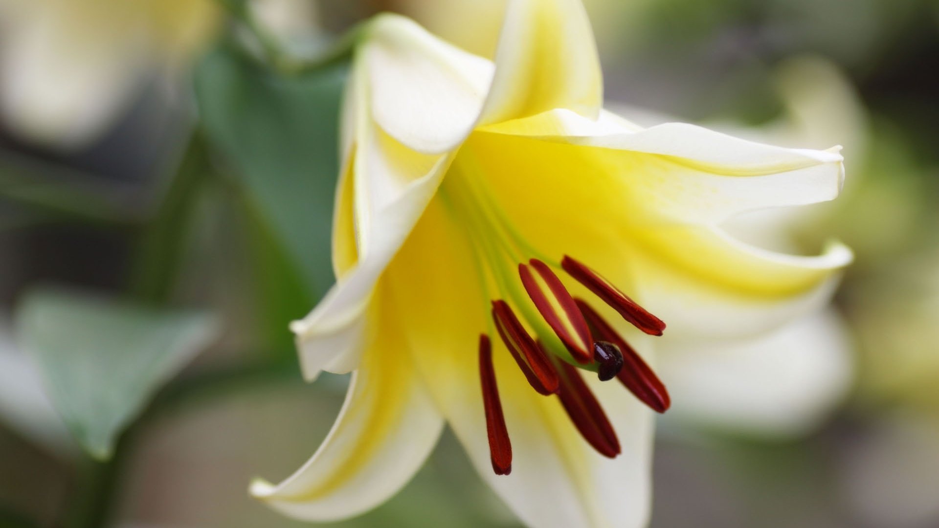 小清新,百合花,儿童桌面专用