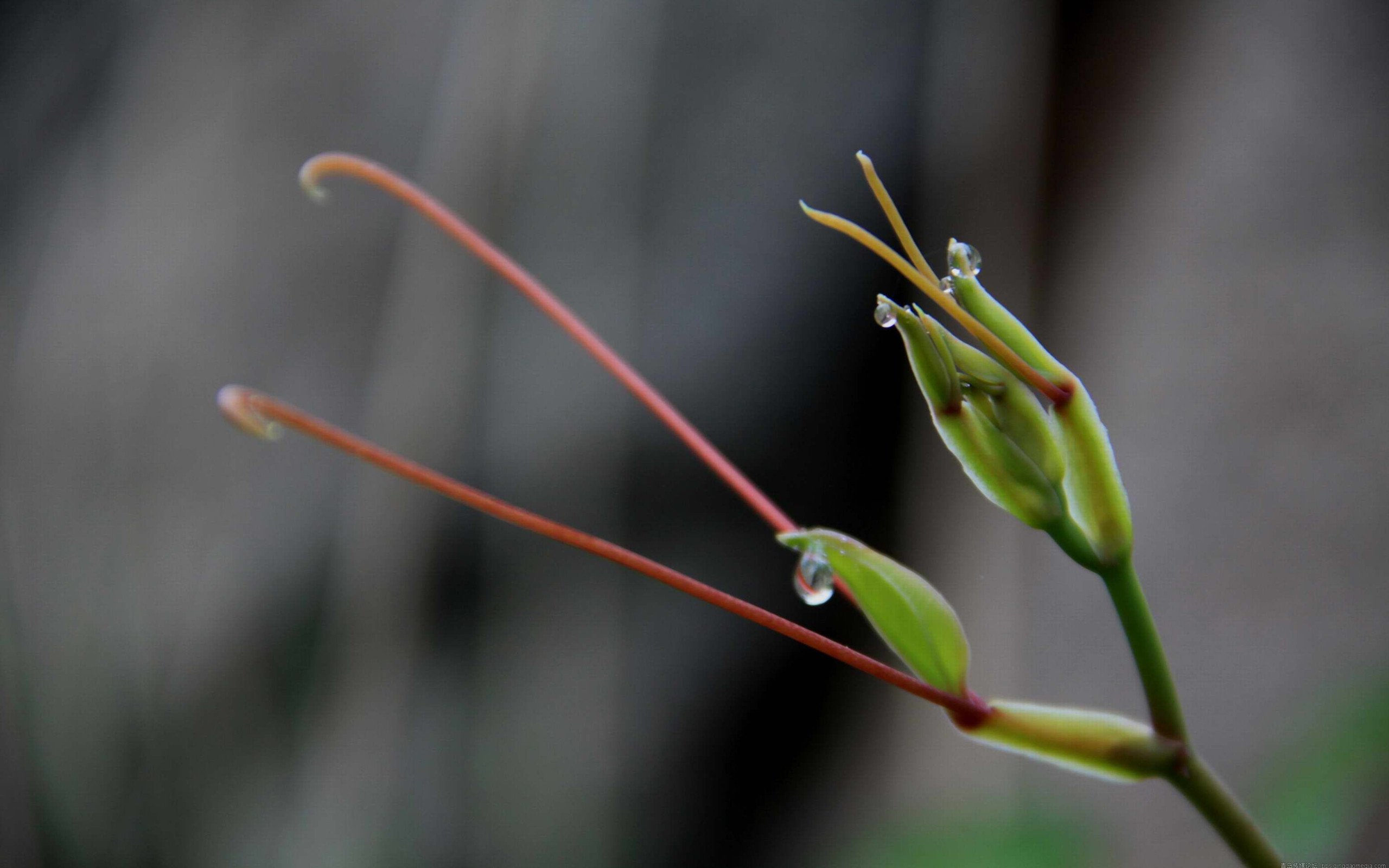 小清新,清新淡雅,花蕾,1月29日,儿童桌面专用