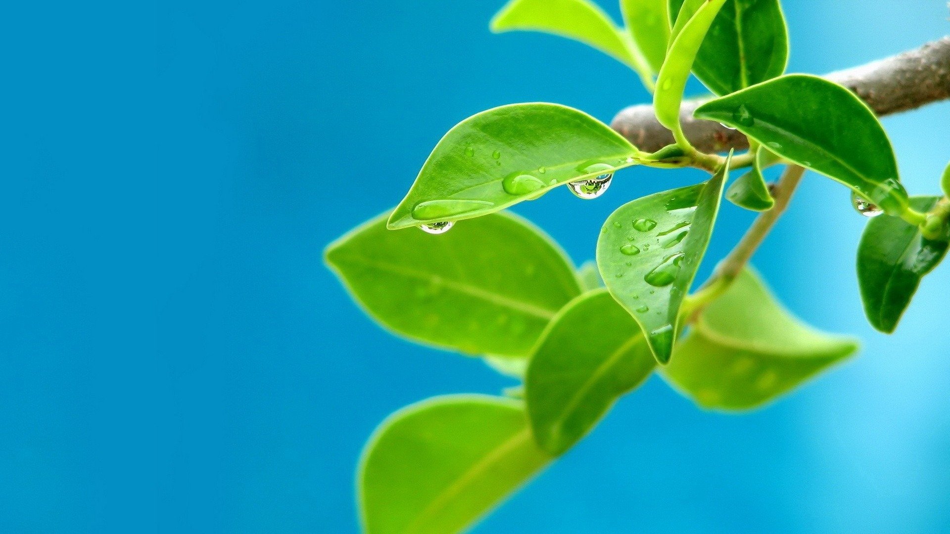 小清新,舒缓压力,绿色,1月29日,儿童桌面专用