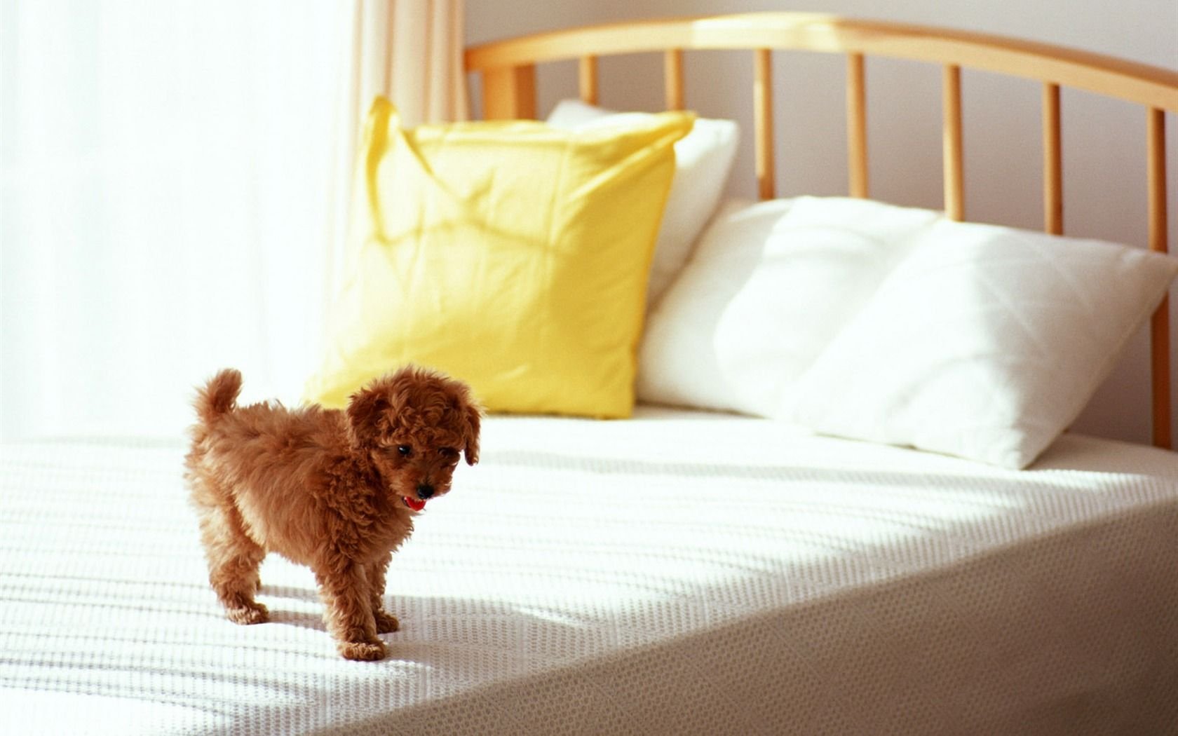 萌宠,汪星人,狗,宠物,卖萌,动物,古灵精怪,儿童桌面专用