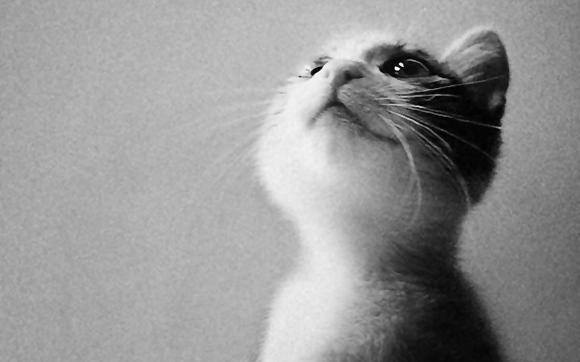 萌宠,喵星人,儿童桌面专用