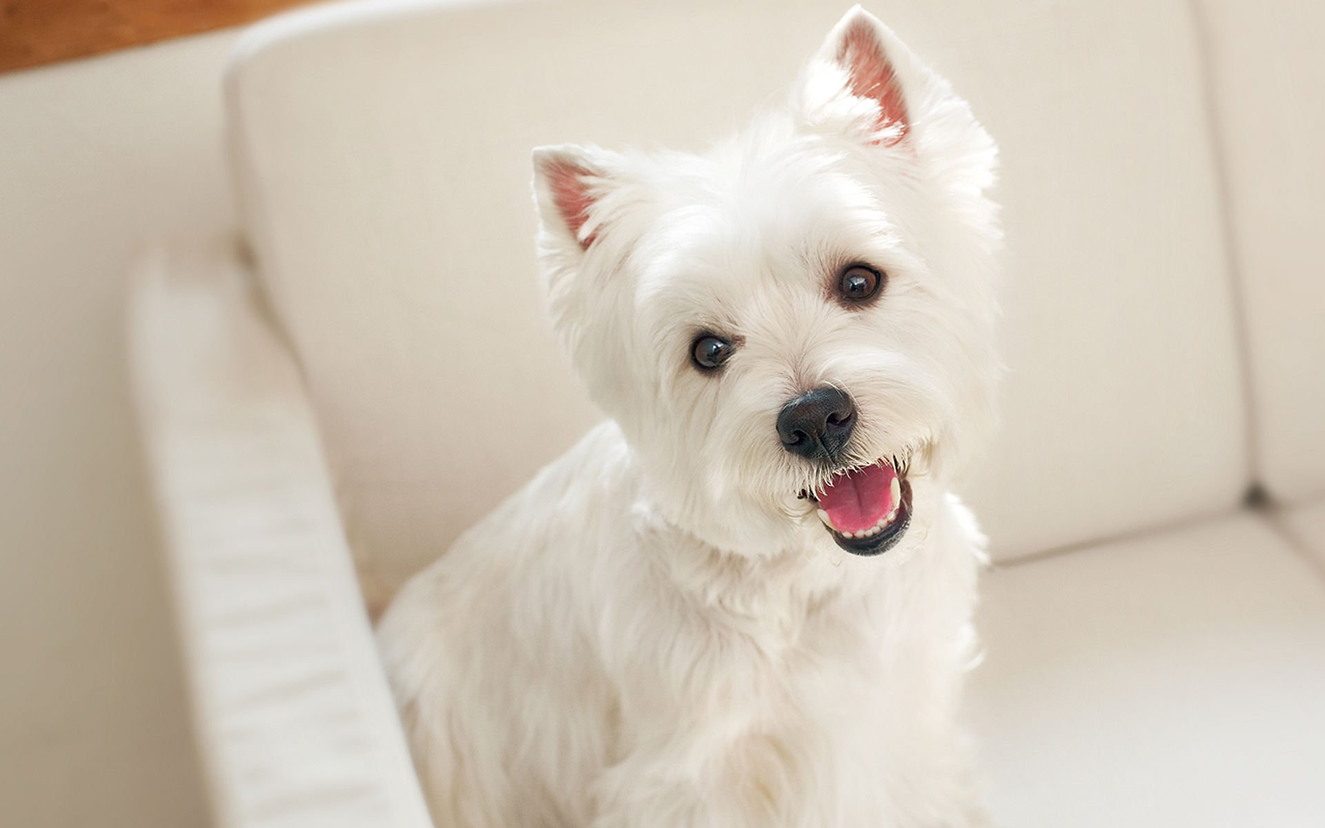 萌宠,汪星人,狗,卖萌,可爱,宠物,古灵精怪,憨态百出,儿童桌面专用