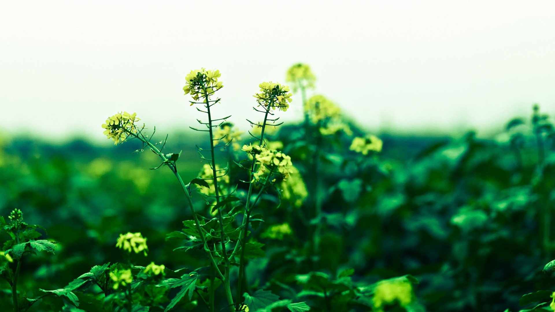 小清新,鸟语花香,油菜花,1月23日,儿童桌面专用