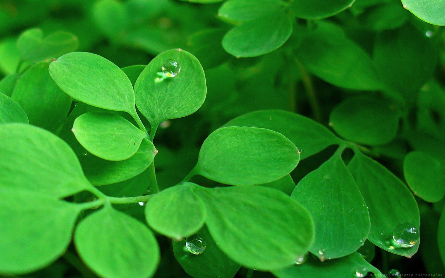 小清新,护眼壁纸,绿叶,一月八日,儿童桌面专用