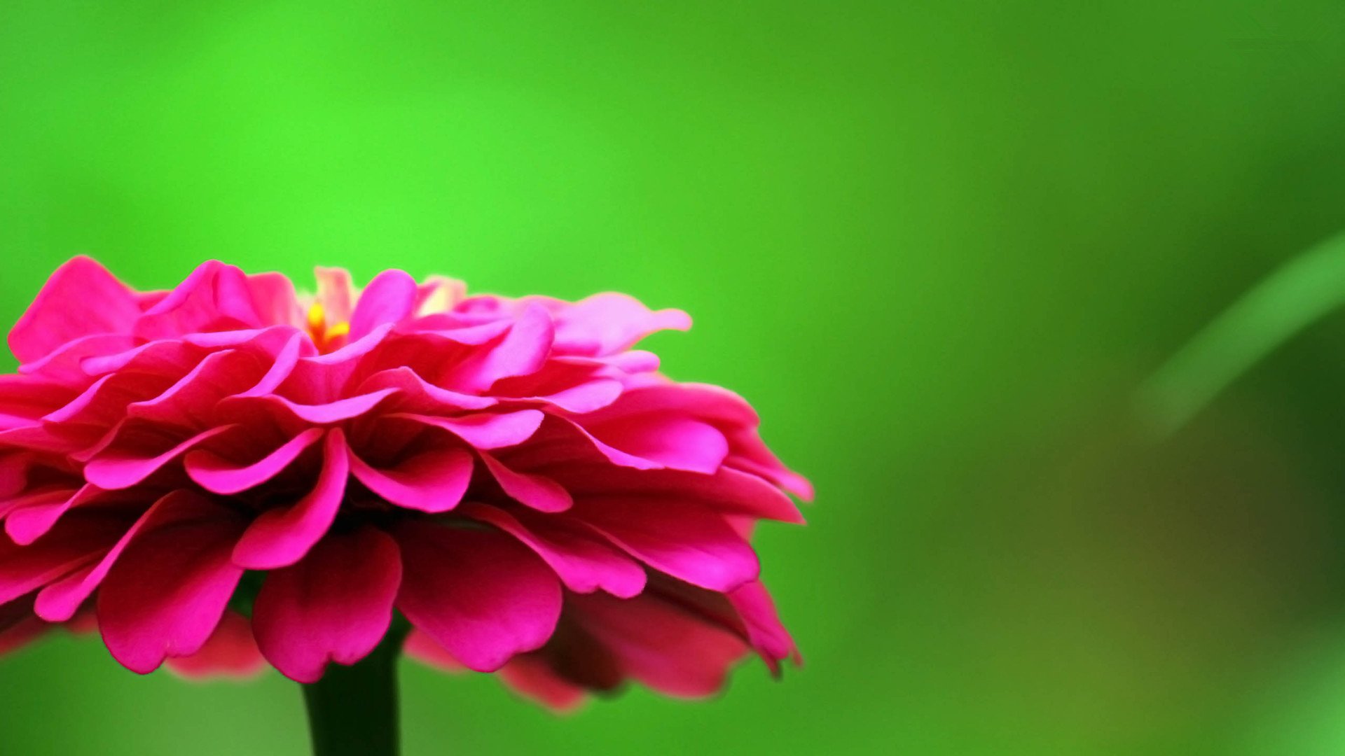 小清新,鸟语花香,花卉,1月23日,儿童桌面专用